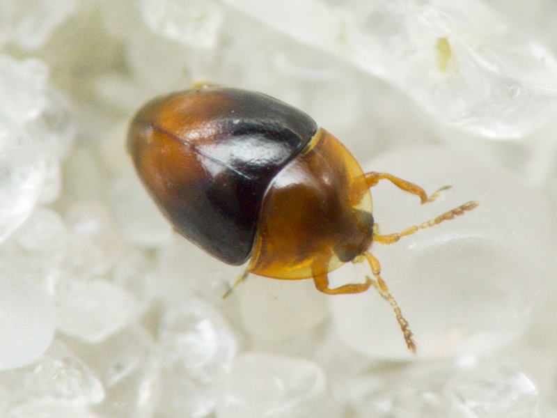 Corylophus cassidoides (Marsham, 1802)